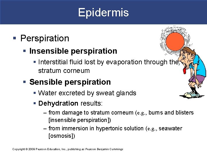 Epidermis § Perspiration § Insensible perspiration § Interstitial fluid lost by evaporation through the Epidermis § Perspiration § Insensible perspiration § Interstitial fluid lost by evaporation through the