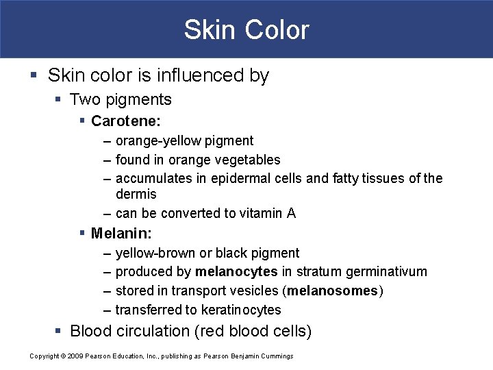 Skin Color § Skin color is influenced by § Two pigments § Carotene: –
