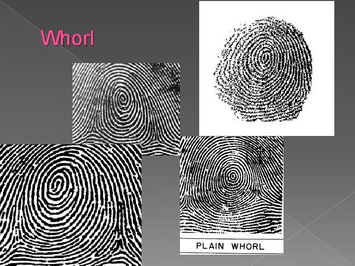 Whorl 