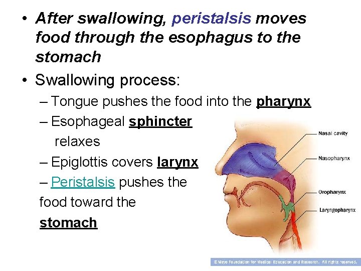  • After swallowing, peristalsis moves food through the esophagus to the stomach •