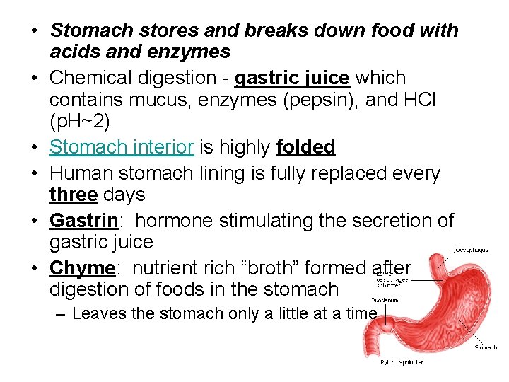  • Stomach stores and breaks down food with acids and enzymes • Chemical