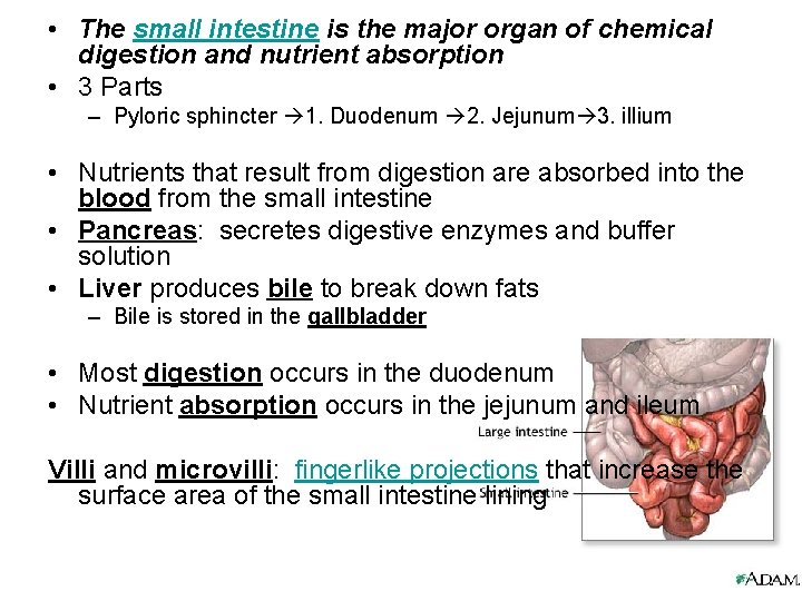  • The small intestine is the major organ of chemical digestion and nutrient