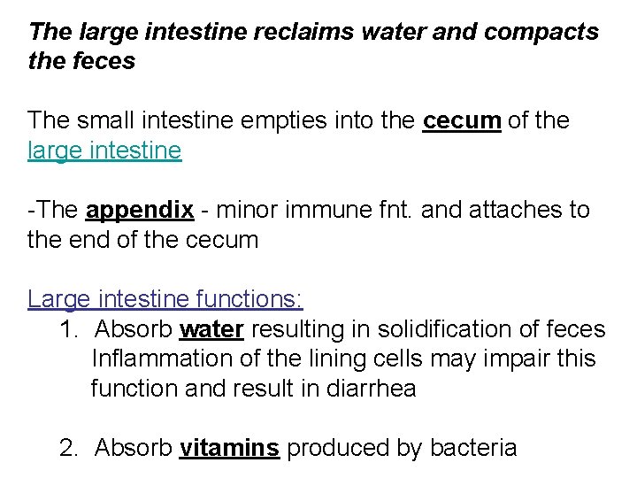 The large intestine reclaims water and compacts the feces The small intestine empties into