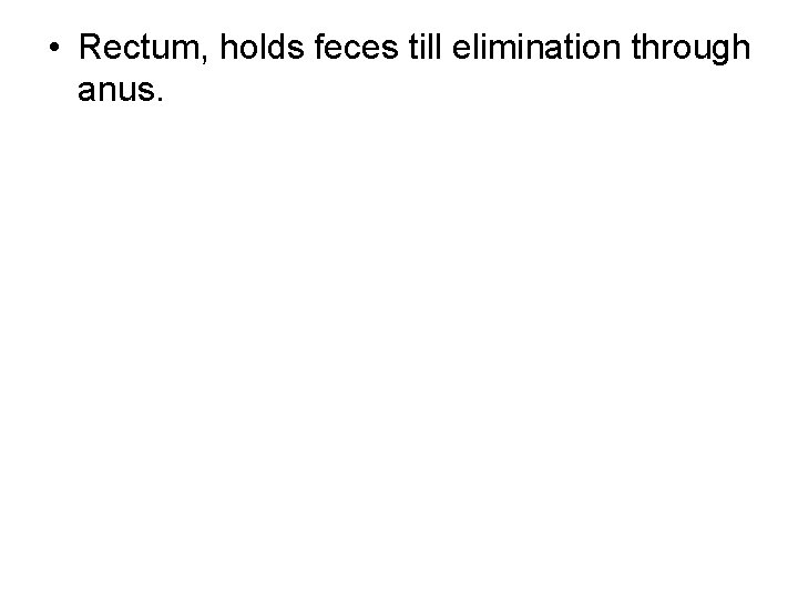  • Rectum, holds feces till elimination through anus. 