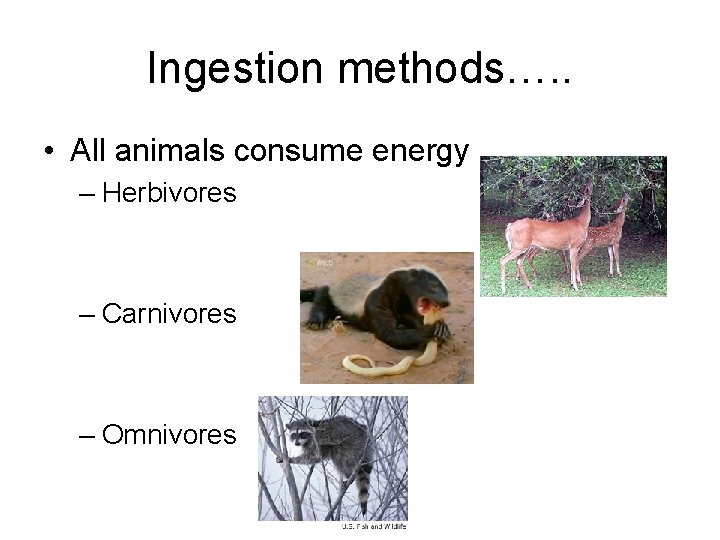 Ingestion methods…. . • All animals consume energy – Herbivores – Carnivores – Omnivores