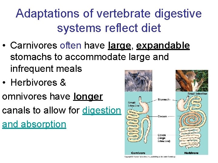 Adaptations of vertebrate digestive systems reflect diet • Carnivores often have large, expandable stomachs