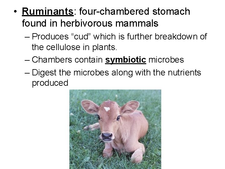  • Ruminants: four-chambered stomach found in herbivorous mammals – Produces “cud” which is