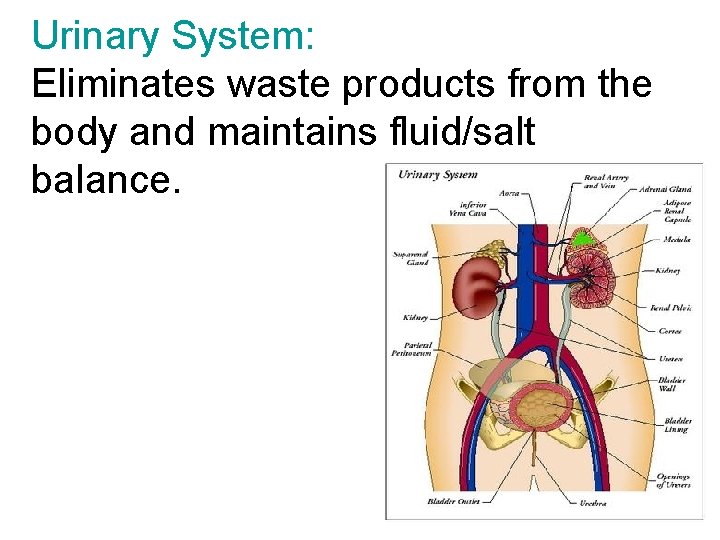 Urinary System: Eliminates waste products from the body and maintains fluid/salt balance. 