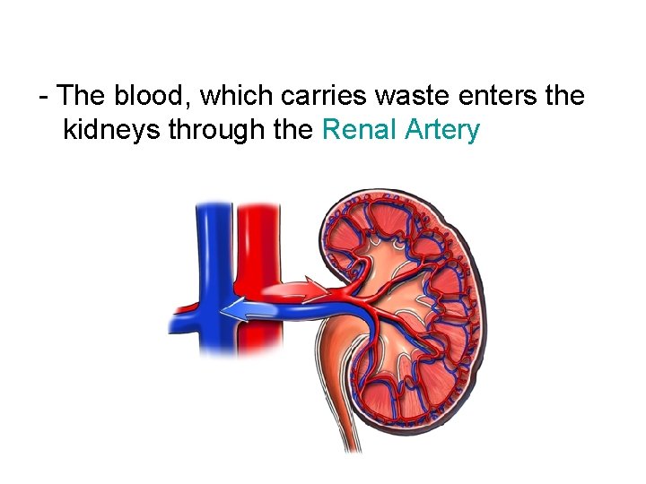 - The blood, which carries waste enters the kidneys through the Renal Artery 