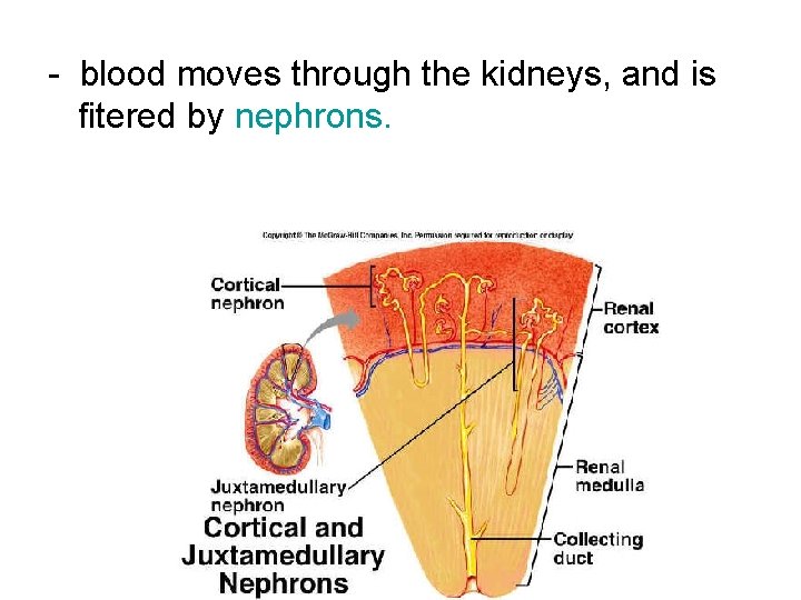 - blood moves through the kidneys, and is fitered by nephrons. 