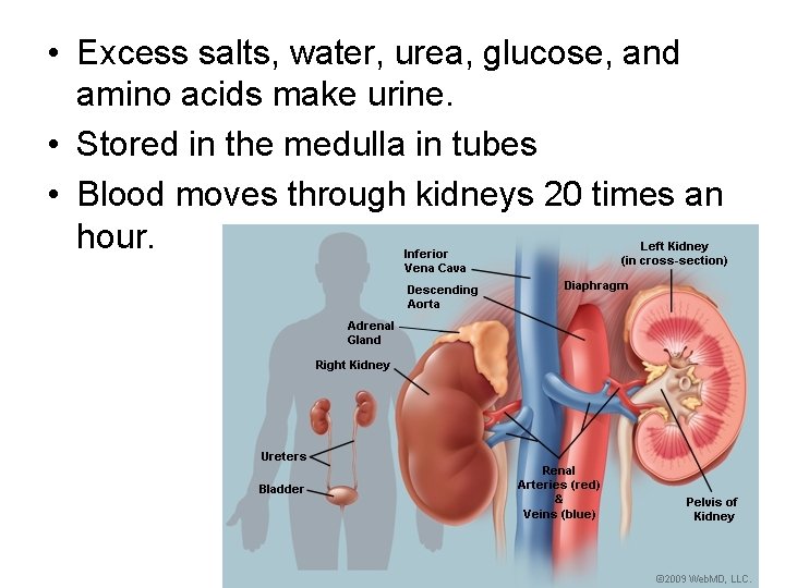  • Excess salts, water, urea, glucose, and amino acids make urine. • Stored