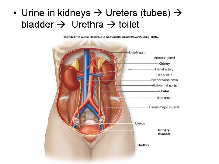  • Urine in kidneys Ureters (tubes) bladder Urethra toilet 