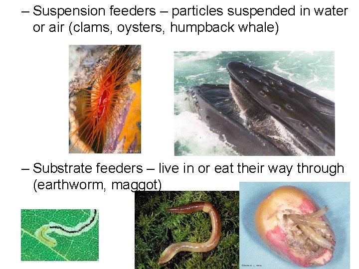 – Suspension feeders – particles suspended in water or air (clams, oysters, humpback whale)