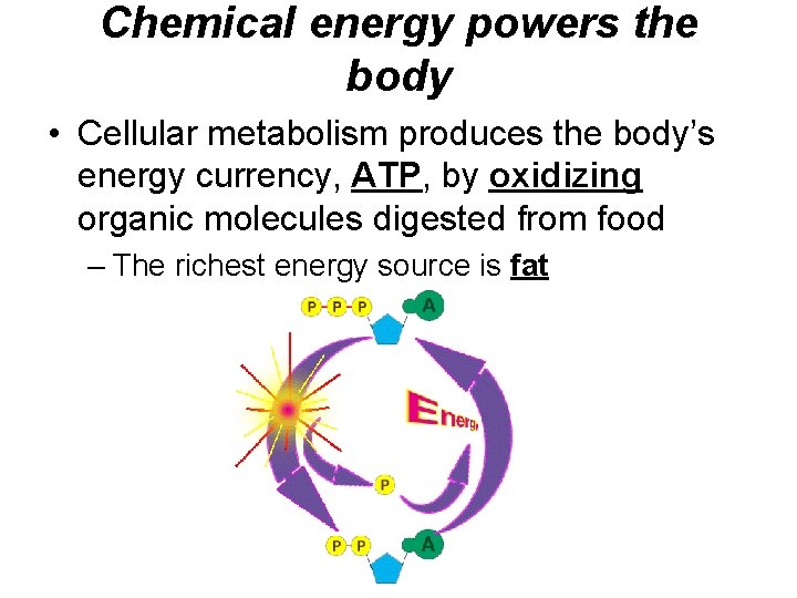 Chemical energy powers the body • Cellular metabolism produces the body’s energy currency, ATP,