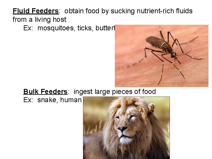 Fluid Feeders: obtain food by sucking nutrient-rich fluids from a living host Ex: mosquitoes,