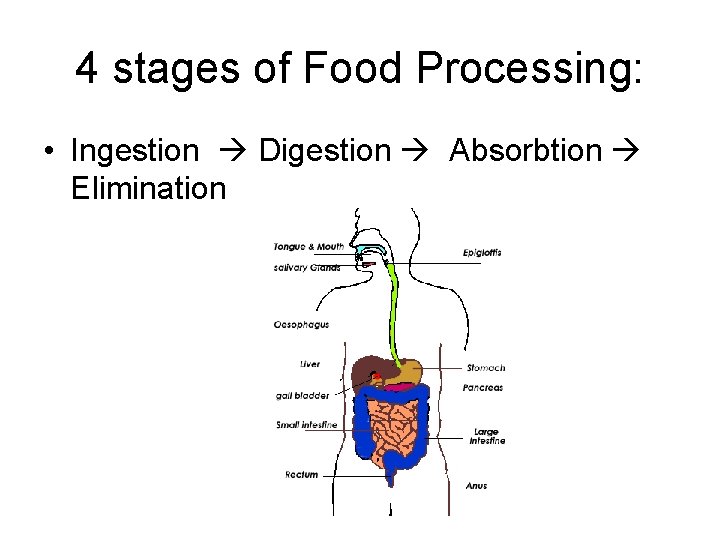 4 stages of Food Processing: • Ingestion Digestion Absorbtion Elimination 