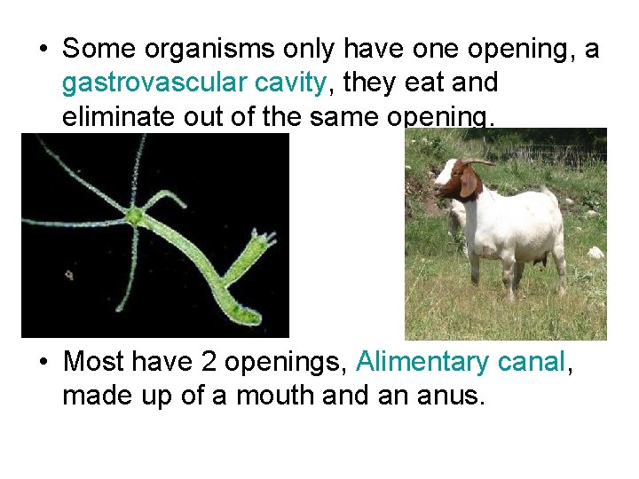  • Some organisms only have one opening, a gastrovascular cavity, they eat and