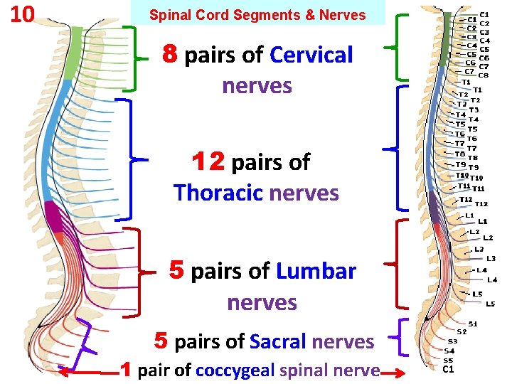 10 Spinal Cord Segments & Nerves 8 pairs of Cervical nerves 12 pairs of