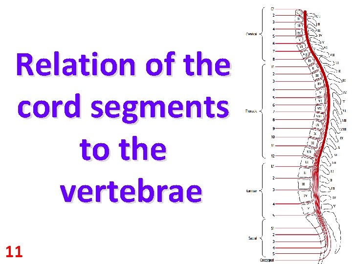 Relation of the cord segments to the vertebrae 11 