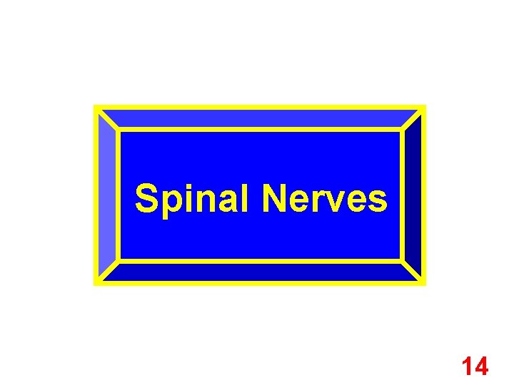 Spinal Nerves 14 