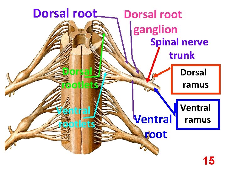 Dorsal root ganglion Spinal nerve trunk Dorsal rootlets Ventral rootlets Dorsal ramus Ventral root