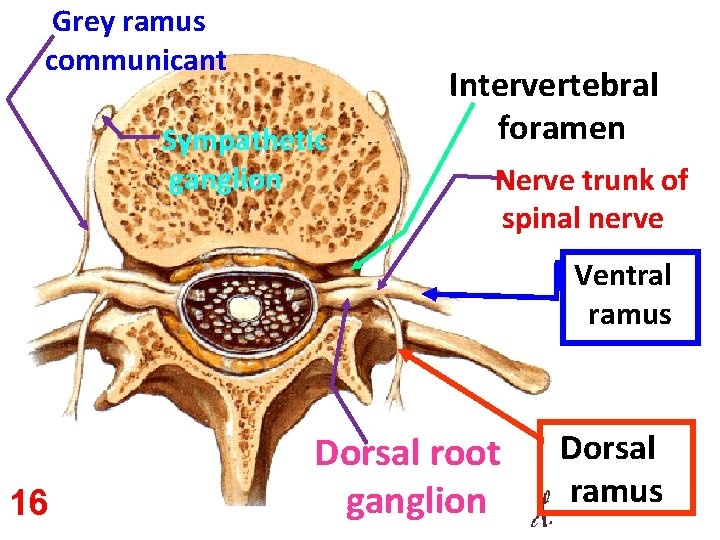 Grey ramus communicant Sympathetic ganglion Intervertebral foramen Nerve trunk of spinal nerve Ventral ramus