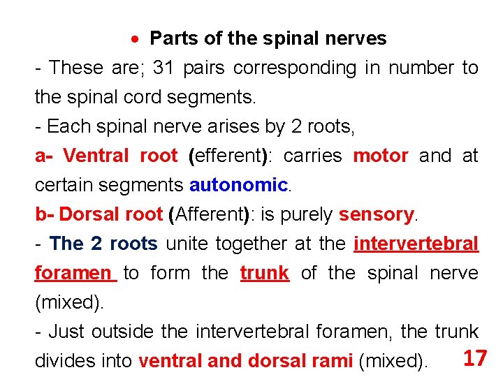  Parts of the spinal nerves - These are; 31 pairs corresponding in number