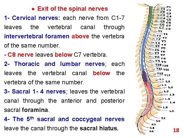  Exit of the spinal nerves 1 - Cervical nerves: each nerve from C