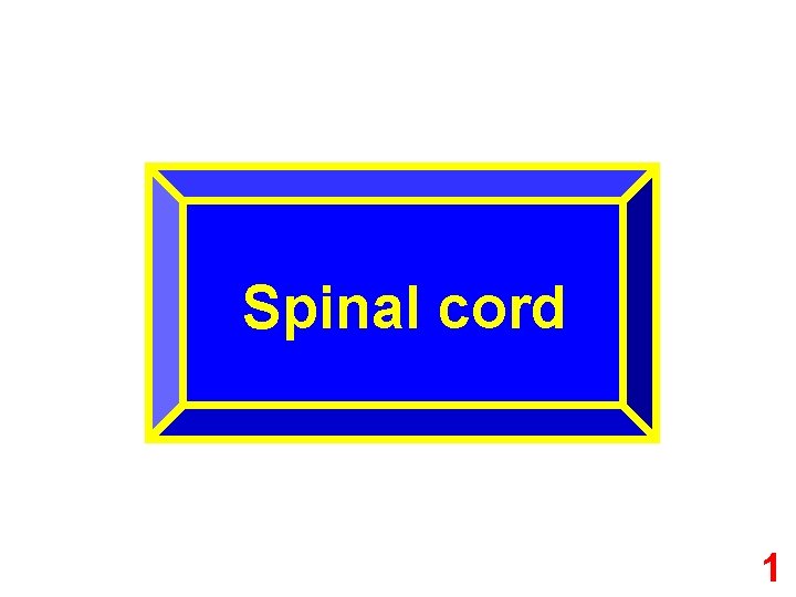 Spinal cord 1 
