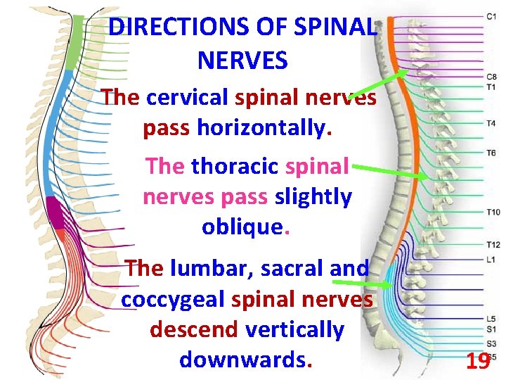 DIRECTIONS OF SPINAL NERVES The cervical spinal nerves pass horizontally. The thoracic spinal nerves