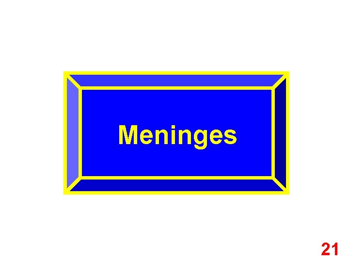 Meninges 21 