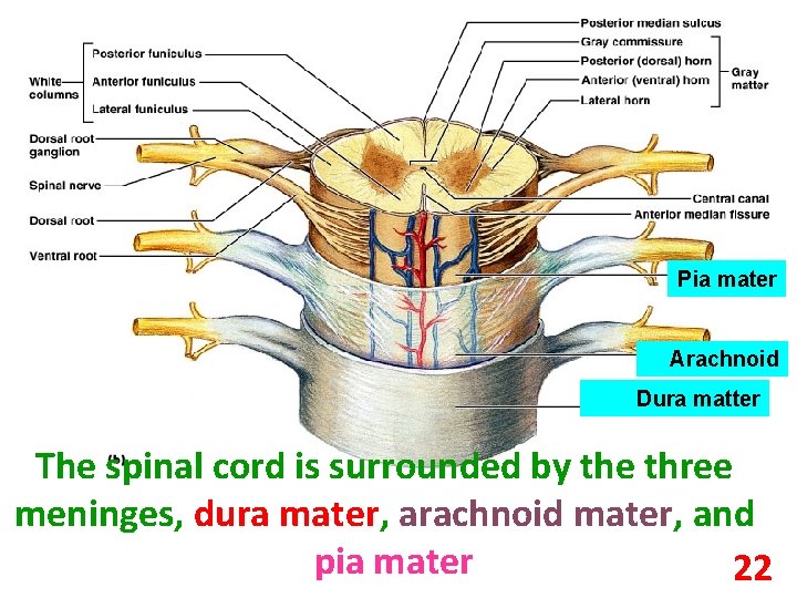 Pia mater Arachnoid Dura matter The spinal cord is surrounded by the three meninges,