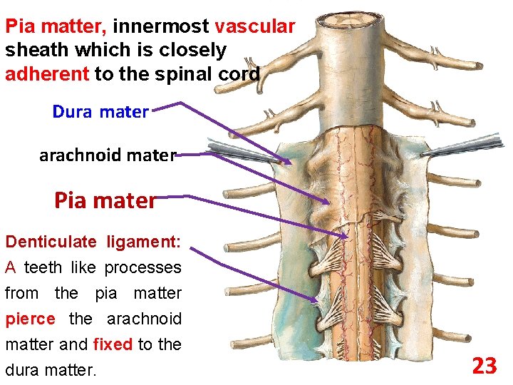Pia matter, innermost vascular sheath which is closely adherent to the spinal cord Dura