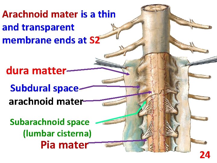 Arachnoid mater is a thin and transparent membrane ends at S 2 dura matter