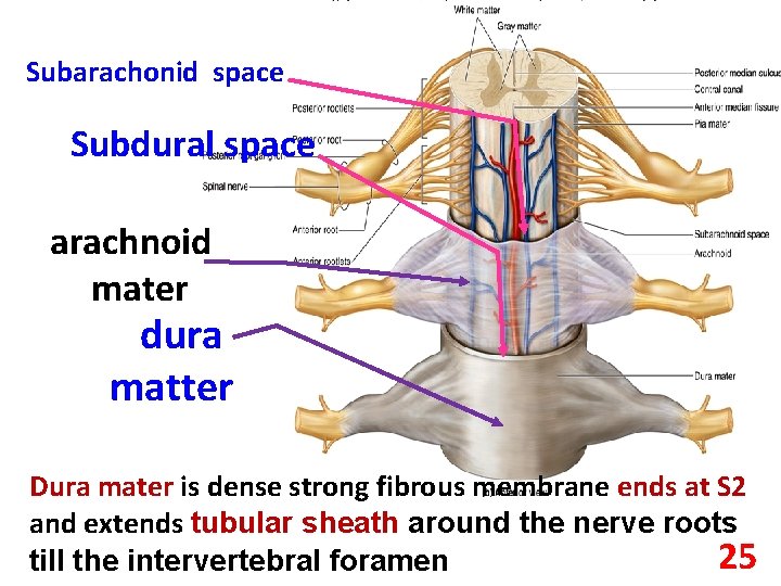 Subarachonid space Subdural space arachnoid mater dura matter Dura mater is dense strong fibrous