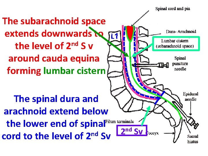 The subarachnoid space extends downwards to the level of 2 nd S v around