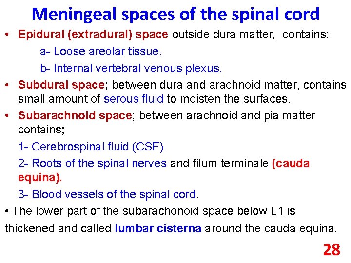 Meningeal spaces of the spinal cord • Epidural (extradural) space outside dura matter, contains: