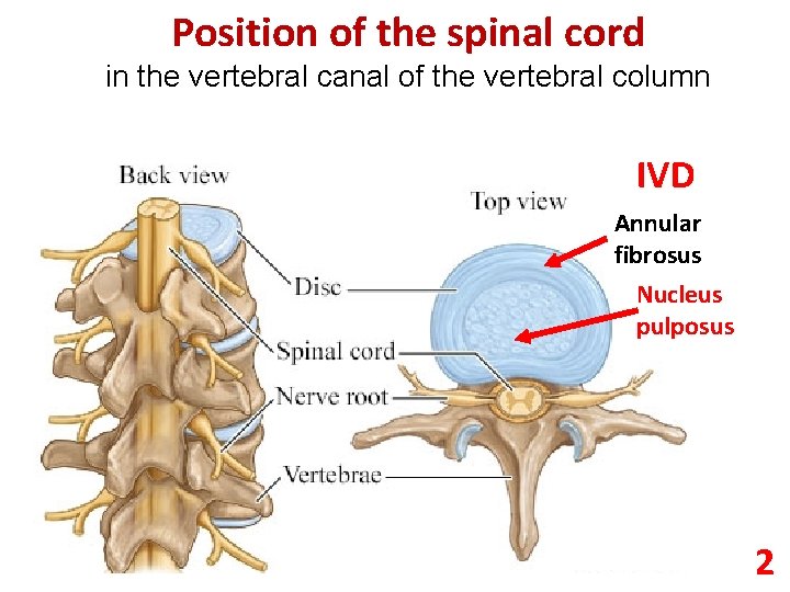 Position of the spinal cord in the vertebral canal of the vertebral column IVD