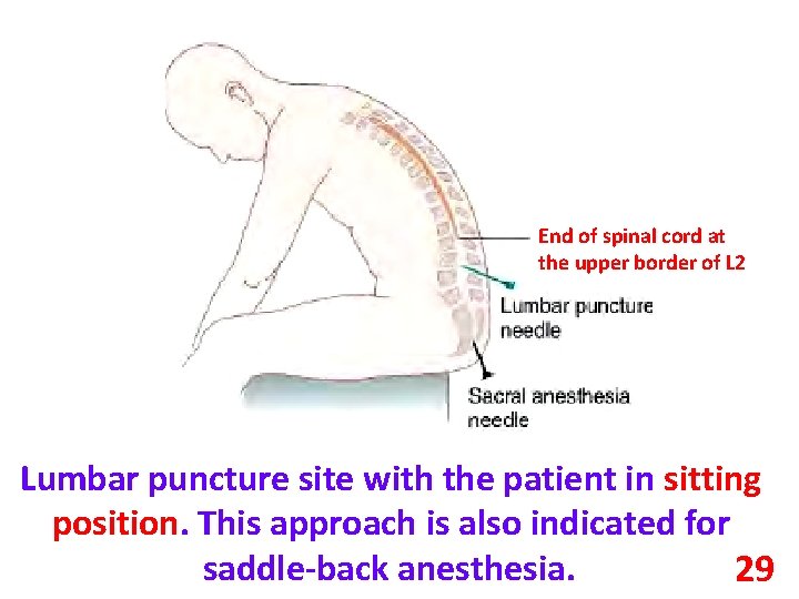 End of spinal cord at the upper border of L 2 Lumbar puncture site