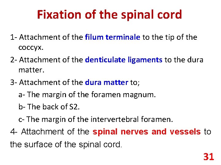 Fixation of the spinal cord 1 - Attachment of the filum terminale to the