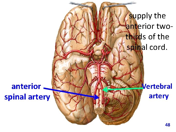 supply the anterior twothirds of the spinal cord. anterior spinal artery Vertebral artery 48