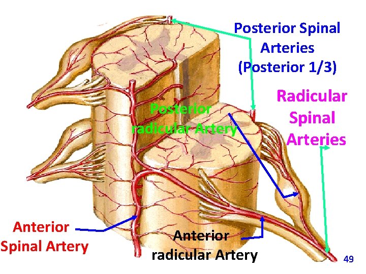 Posterior Spinal Arteries (Posterior 1/3) Posterior radicular Artery Anterior Spinal Artery Anterior radicular Artery