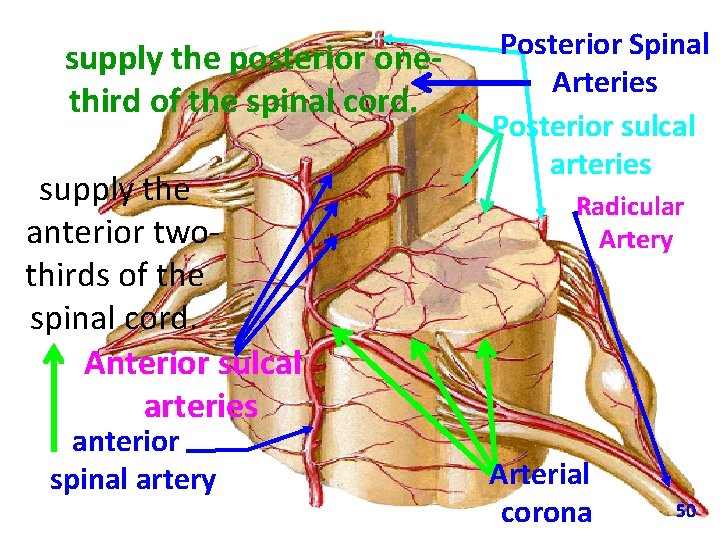 supply the posterior onethird of the spinal cord. supply the anterior twothirds of the