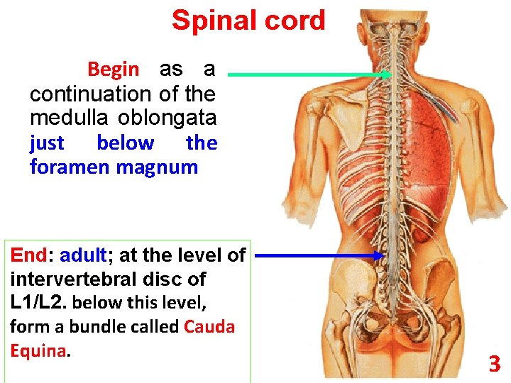 Spinal cord Begin as a continuation of the medulla oblongata just below the foramen