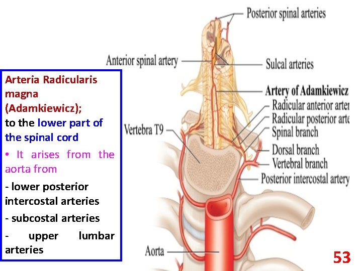 Arteria Radicularis magna (Adamkiewicz); to the lower part of the spinal cord • It
