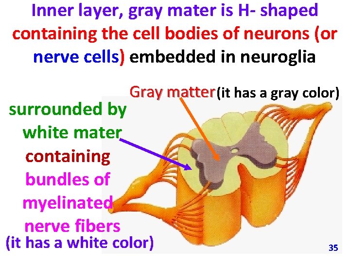 Inner layer, gray mater is H- shaped containing the cell bodies of neurons (or
