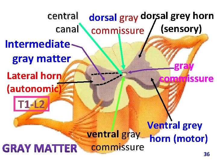 central dorsal gray dorsal grey horn canal commissure (sensory) Intermediate gray matter Lateral horn