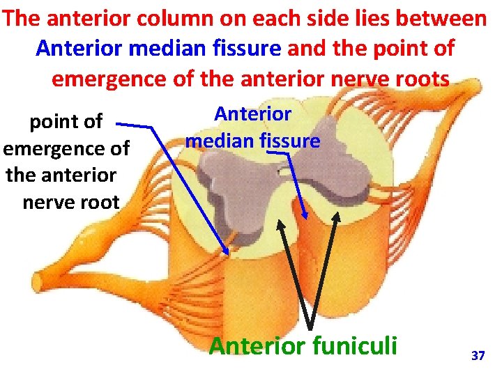 The anterior column on each side lies between Anterior median fissure and the point