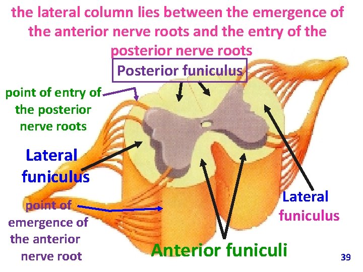 the lateral column lies between the emergence of the anterior nerve roots and the