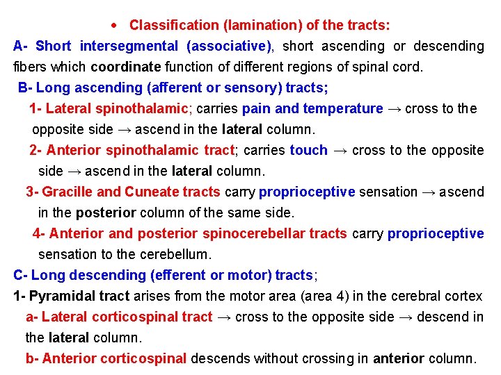  Classification (lamination) of the tracts: A- Short intersegmental (associative), short ascending or descending